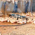 بط عمر شهر ونص