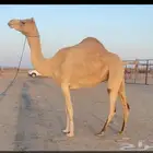 معشر اصيل كفو