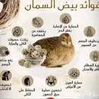 بيض سمان للبيع للاكل وللعلاج وللفقاسات