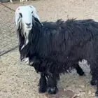 نعجه ثنيه للبيع