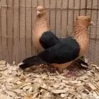 ارشنجل لماع الماني من اصول خوارج نوادر