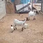 معزا قزم مع اولادها