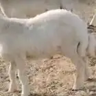 طليان شحم ولحم