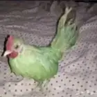 بغبغاء درة تم البيع