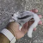 السنجاب الطائر .. شوقر قلايدر