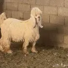 تيس كريمي معرف مشروع فحل فاخر