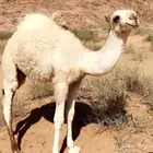 قعدان للبيع - حاشي بلدي - حاشي لباني - قعدان مناسبات