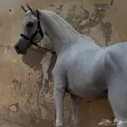 فحل واهو ابن بطل عالمي