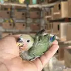 فرخ روز غر ((( تم البيع تم البيع )))