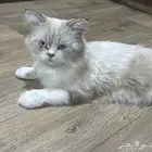 قطه ضائعه بالجبيل