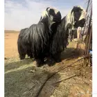 فحول دغم مشروطة