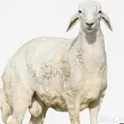 مطلوب غنم حوليه