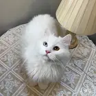 قطه شيرازي تركي انغورا للبيع