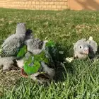 فروخ كنيور جامبو