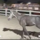 إمهار للبيع