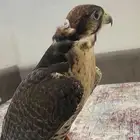طير وكري