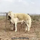 مشروع حري فاخر ( تم البيع )