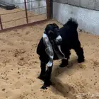 جفره عارضيه خصم معرفه