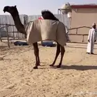 قعود كفووو جدا مجهم ولد القضع بعير ابن شافي