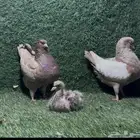 زوج كنق مدينة