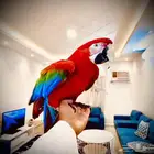 مكاو قرين وينق اليف هدد ومتكلم جبار ( تم البيع )