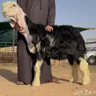 طلي مشروع فحل كفو