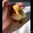 بطه للبيع