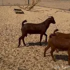 تيس فحل جنوبي محايلي