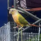 ببغاء للبيع