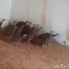 دجاج حبشي