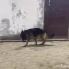 زوج جيرمن شولاين