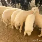 طليان طيبه شعره شحم