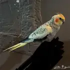 الى يعرف راعيه يكلمني خاص طير كروان فراشه