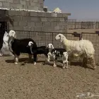 رخال نجد