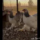 دجاج براهمه