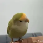 للبيع بغبغاء روز