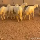 طليان