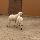 خرفان للبيع