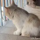 قطه مفقودة العزيزية الهويد