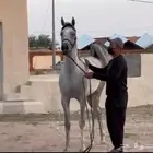 مهرة مكس جمال