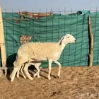 رخل حريه والد صنف خصم حرشاء معها طلي