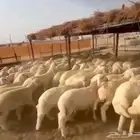توفير طليان هرفي وتيوس منادي للمطاعم والمناسبات