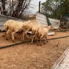 ثلوث المنظر