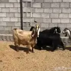 معزاء تم البيع