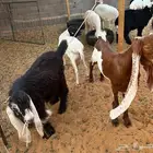 تيوس مخاصي اعماره من 5شهور ونصف