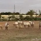 المها العربي (الوضيحي) للبيع