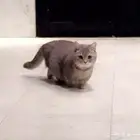 قطوه منشكن تم البيع