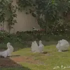 رقاصي هندي درجة الاولى ..