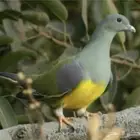 فرخ حمام الفواكه الغرد