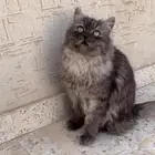قط ذكر للبيع شيرازي بالرياض